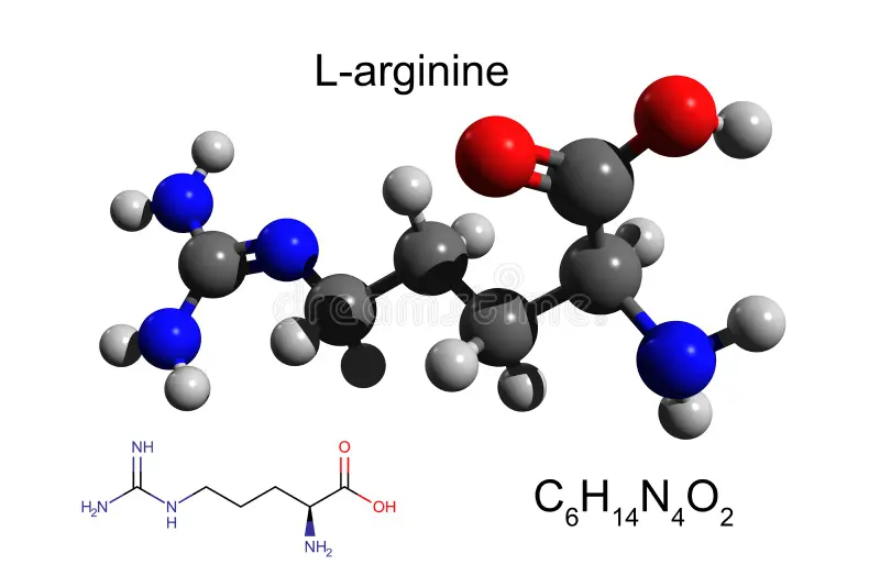 L-Arginine & L-Citrulline: How They Support Blood Flow